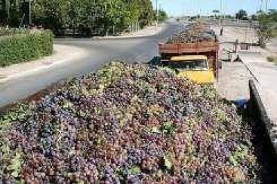 Mejora el precio de las uvas, baja el volumen de cosecha