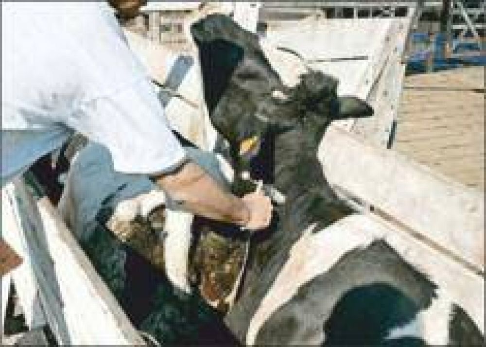 Comenzar� hoy la segunda campa�a de vacunaci�n contra la aftosa
