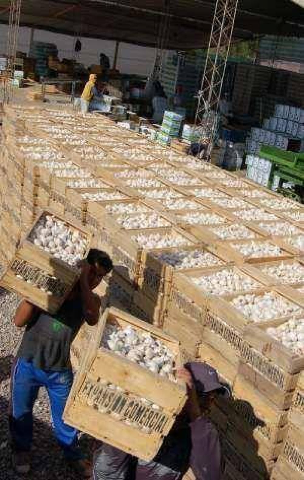 El precio del ajo subir�a hasta el triple este a�o