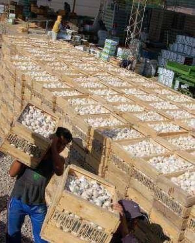 El precio del ajo subir�a hasta el triple este a�o