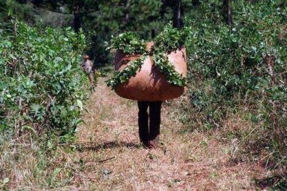Octubre y noviembre se suspende la cosecha y secanza de yerba mate