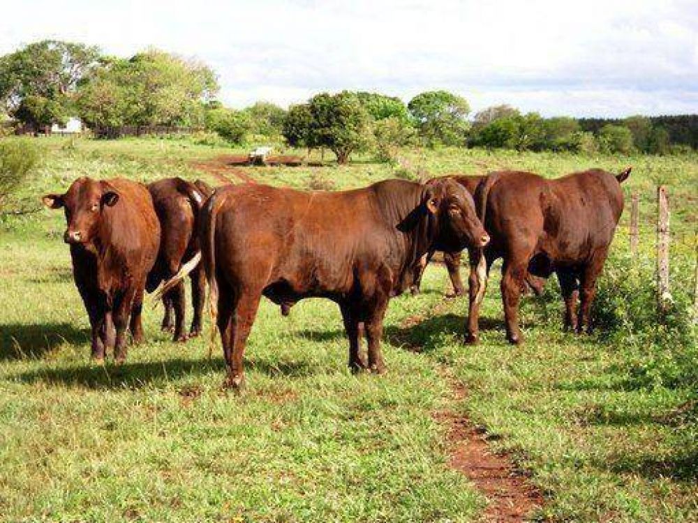 El Estado provincial otorgar� cr�ditos de hasta 20 mil pesos para la compra de toros con dos a�os de gracia