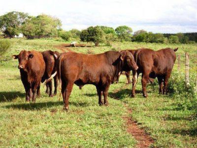 El Estado provincial otorgar� cr�ditos de hasta 20 mil pesos para la compra de toros con dos a�os de gracia
