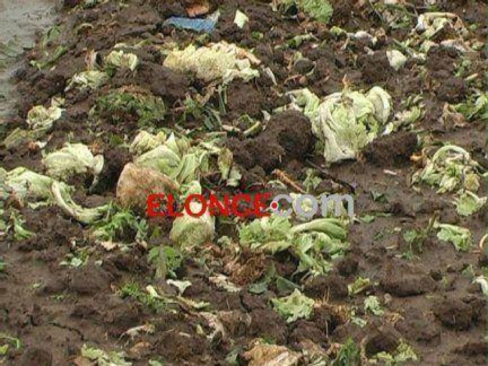 La ca�da de granizo destroz� el 90% de la producci�n hort�cola en Paran�