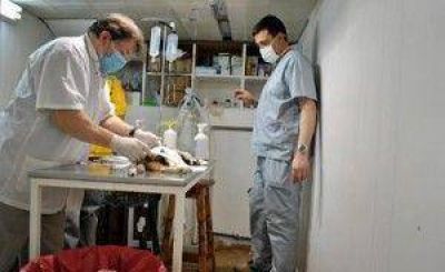 Esterilizaci�n y vacunaci�n gratuita de mascotas en Haedo y Castelar sur