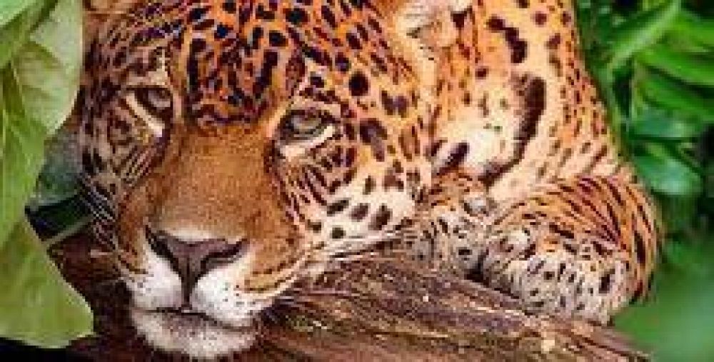 Un nuevo yaguaret� es monitoreado en la Selva Misionera