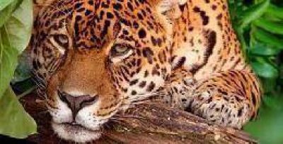 Un nuevo yaguaret� es monitoreado en la Selva Misionera