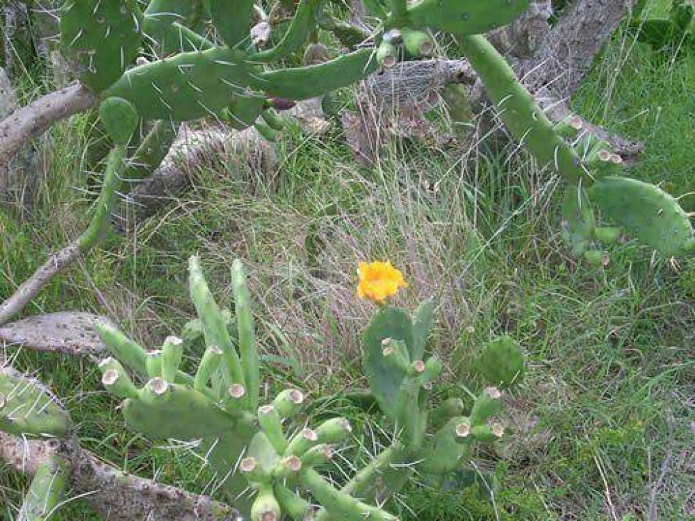 Reconocimiento de especies nativas y jornada de limpieza en la Reserva del Arroyo Balta