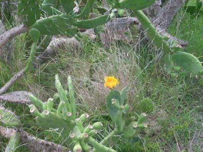 Reconocimiento de especies nativas y jornada de limpieza en la Reserva del Arroyo Balta