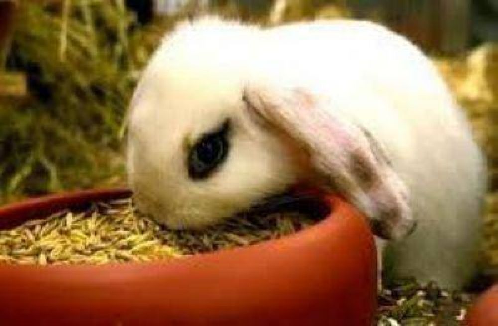 La provincia elaborar� alimento balanceado para conejos