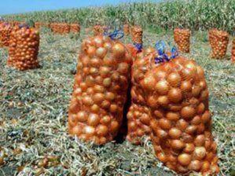 Exportadora de cebollas acorralada por la AFIP