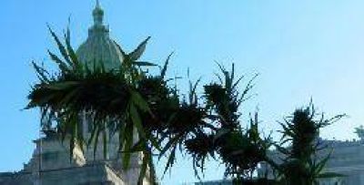 Un senador misionero presentar� un proyecto para que el Estado venda drogas