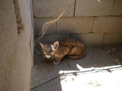 Secuestran un juvenil puma en Pom�n