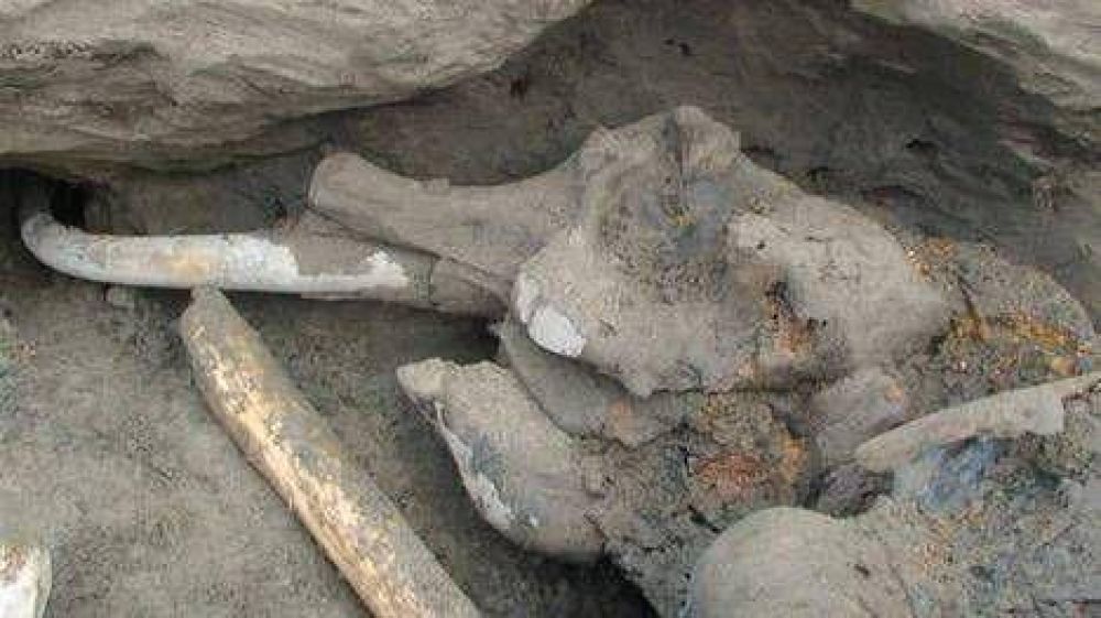 Un nene de 11 a�os encontr� un mamut en Rusia