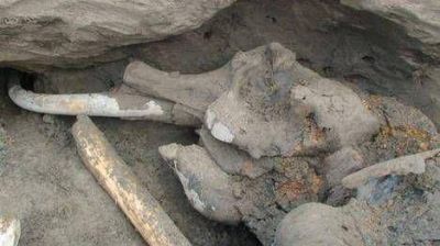 Un nene de 11 a�os encontr� un mamut en Rusia