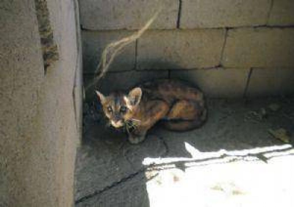 Direcci�n Provincial de Biodiversidad secuestra un cachorro de puma en Pom�n