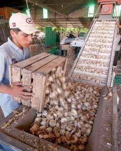 El gobierno prepara un salvataje para el ajo