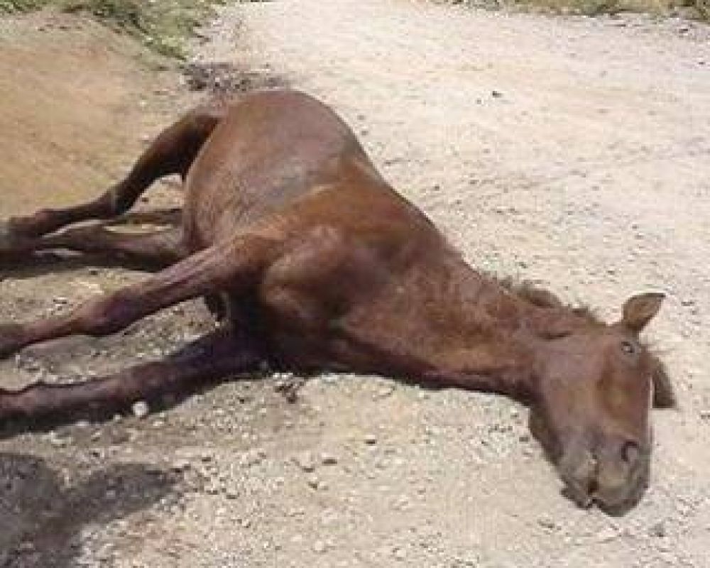 Colision� con un caballo en la Ruta N�1