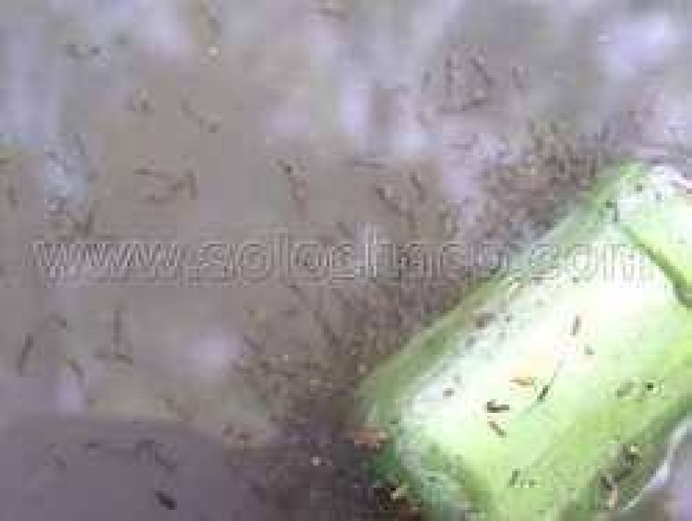 Colonias Unidas se suma al trabajo de prevenci�n del dengue