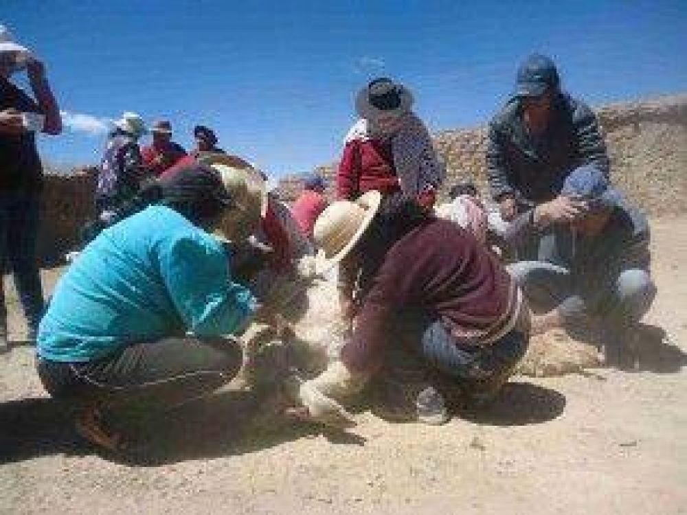  Tecnicatura en Desarrollo Ind�gena: Recuperando pr�cticas ancestrales: Una esquila comunitaria en Lagunillas de Pozuelos