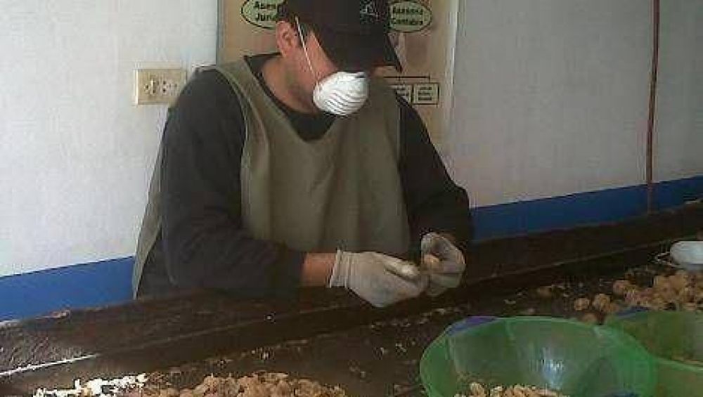Cooperativa Agr�cola Mutqu�n: la organizaci�n hace la fuerza