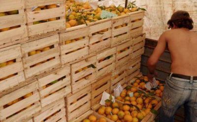 Los c�tricos volver�n al mercado del Brasil