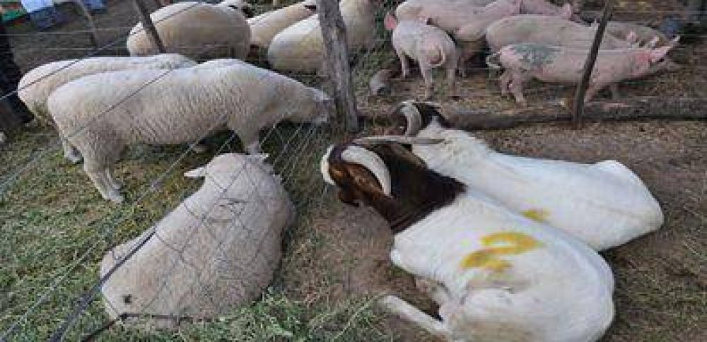 Superan los 300 mil animales el rodeo de ganado menor existente en la provincia