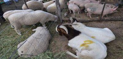Superan los 300 mil animales el rodeo de ganado menor existente en la provincia