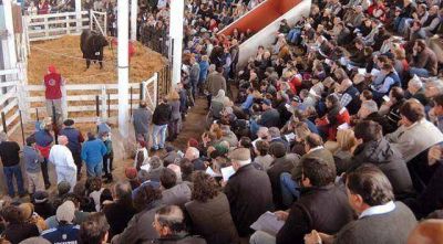 Pagaron $ 80.000 por el GC Angus
