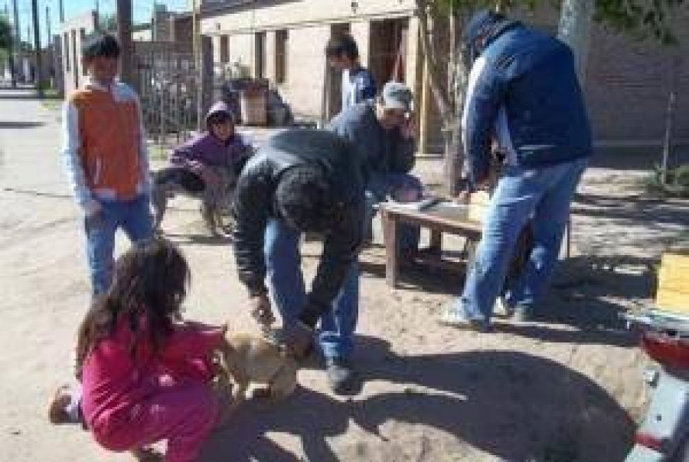 Se vacunaron 2000 perros en Quitilipi