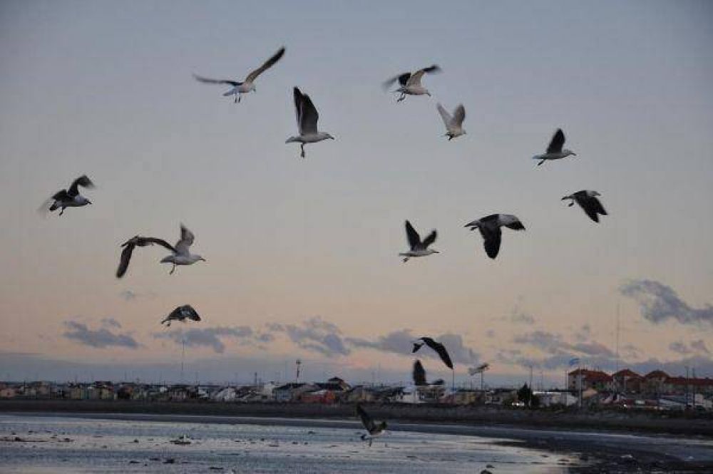 Preparan en R�o Grande el III Festival de Aves de la Reserva Costa Atl�ntica