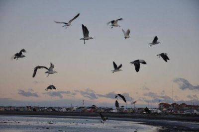 Preparan en R�o Grande el III Festival de Aves de la Reserva Costa Atl�ntica