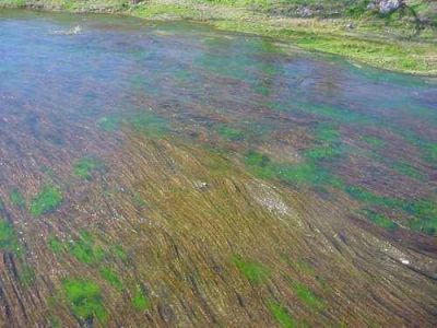 Principales usos del Arroyo del Azul y sus efectos desde una mirada ecol�gica
