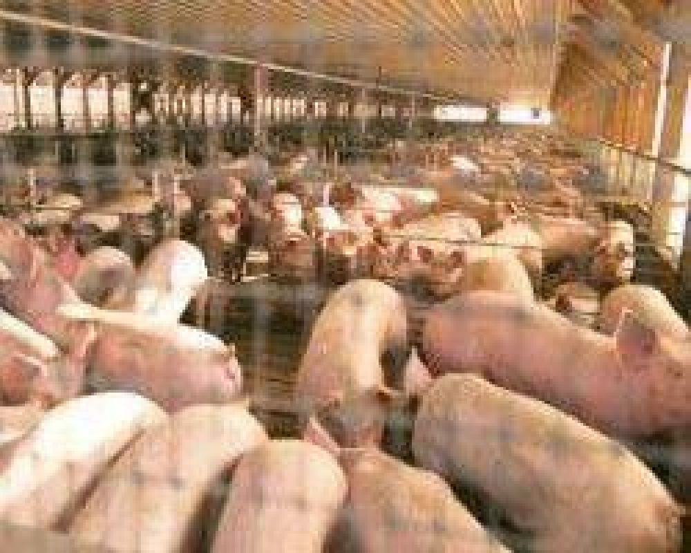 Jornada porcina para capacitar productores