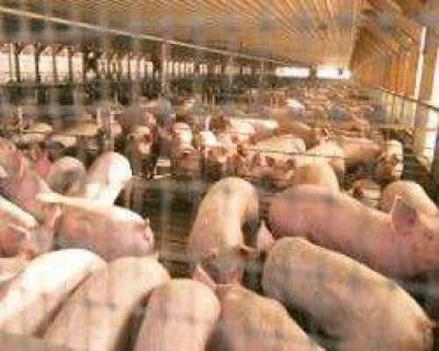 Jornada porcina para capacitar productores