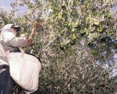 Aceitunas: si el viento Zonda no causa da�os, habr� buena cosecha