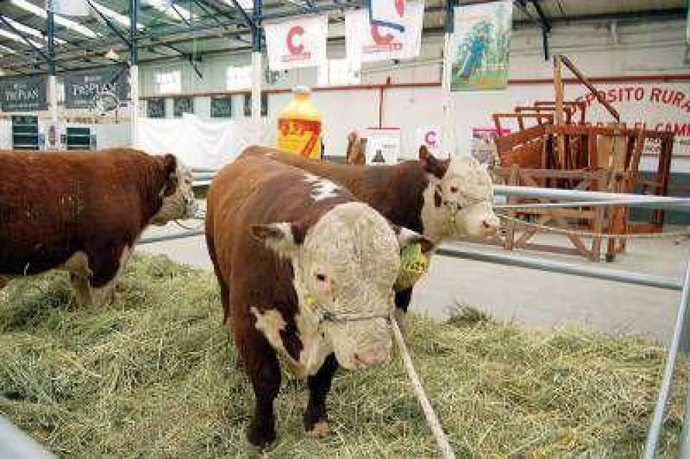 El gobernador encabezar� la apertura de la �5� Exposici�n Bovina�