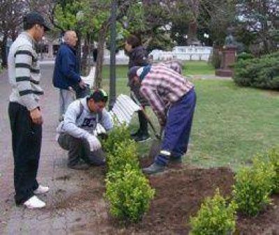 Plantaci�n de �rboles en plazas