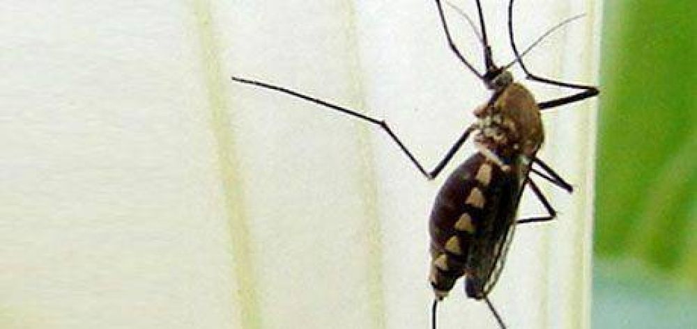 Hay casos de dengue en Resistencia.