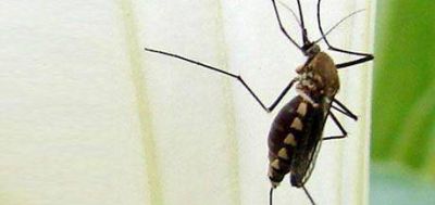 Hay casos de dengue en Resistencia.