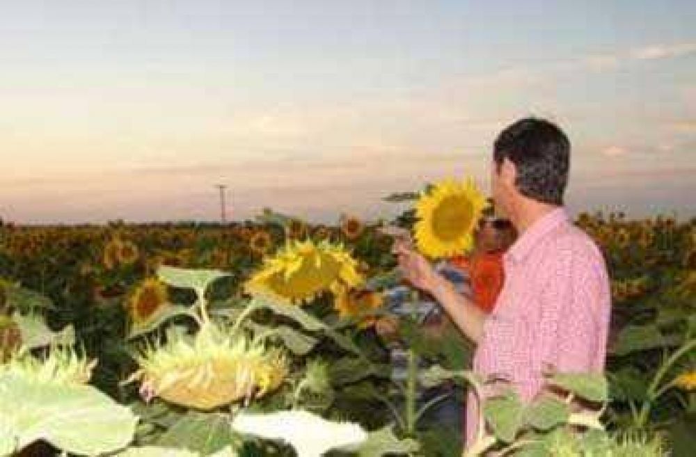 El exceso de humedad en los suelos retard� la siembra de girasol en campos bonaerenses