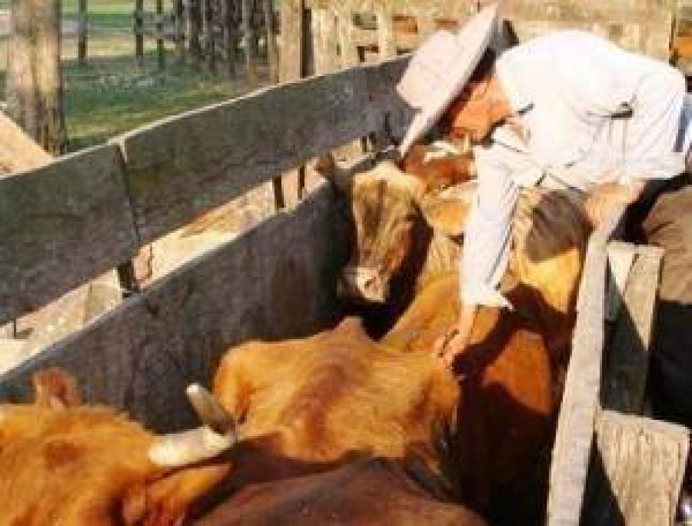 Comienza el segundo per�odo de vacunaci�n contra la aftosa en la provincia