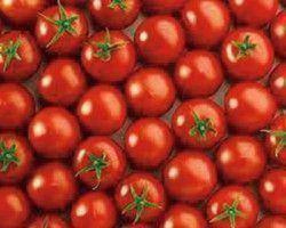 El tomate sanjuanino ya est�, pero el precio sigue por las nubes