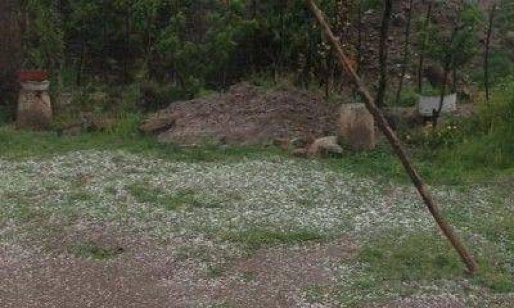 Tormenta en el Valle de Uco: en algunas zonas, las p�rdidas ir�an desde 80 hasta 100 por ciento