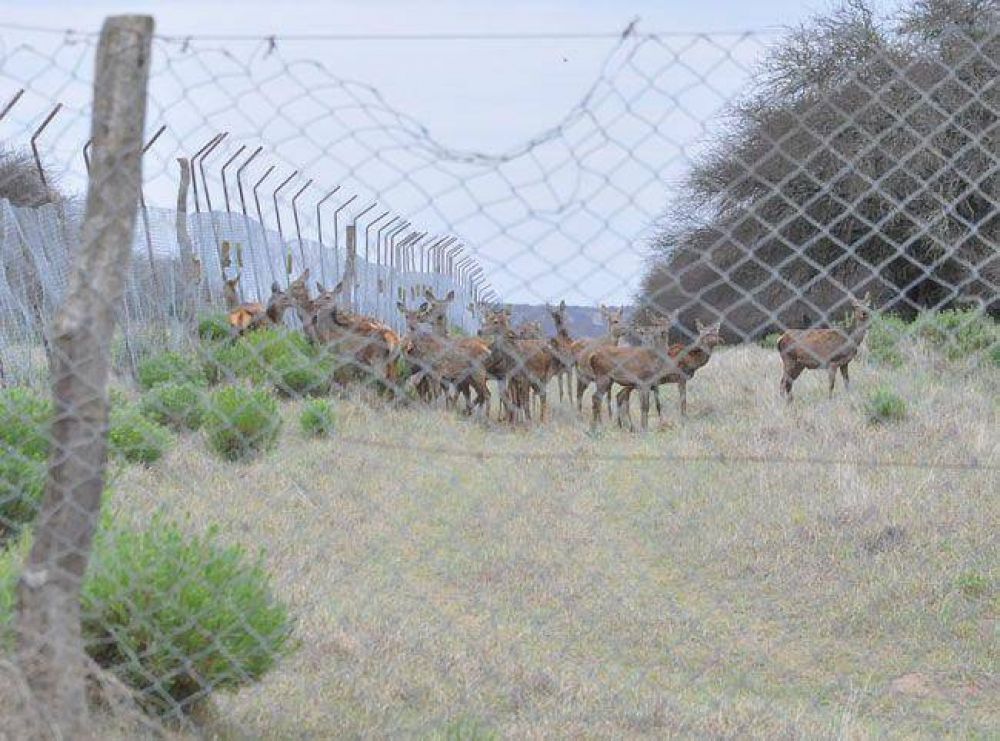 Comenzaron con la "extracci�n" de animales en la Reserva Parque Luro