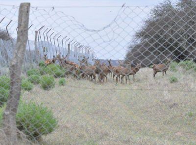 Comenzaron con la "extracci�n" de animales en la Reserva Parque Luro