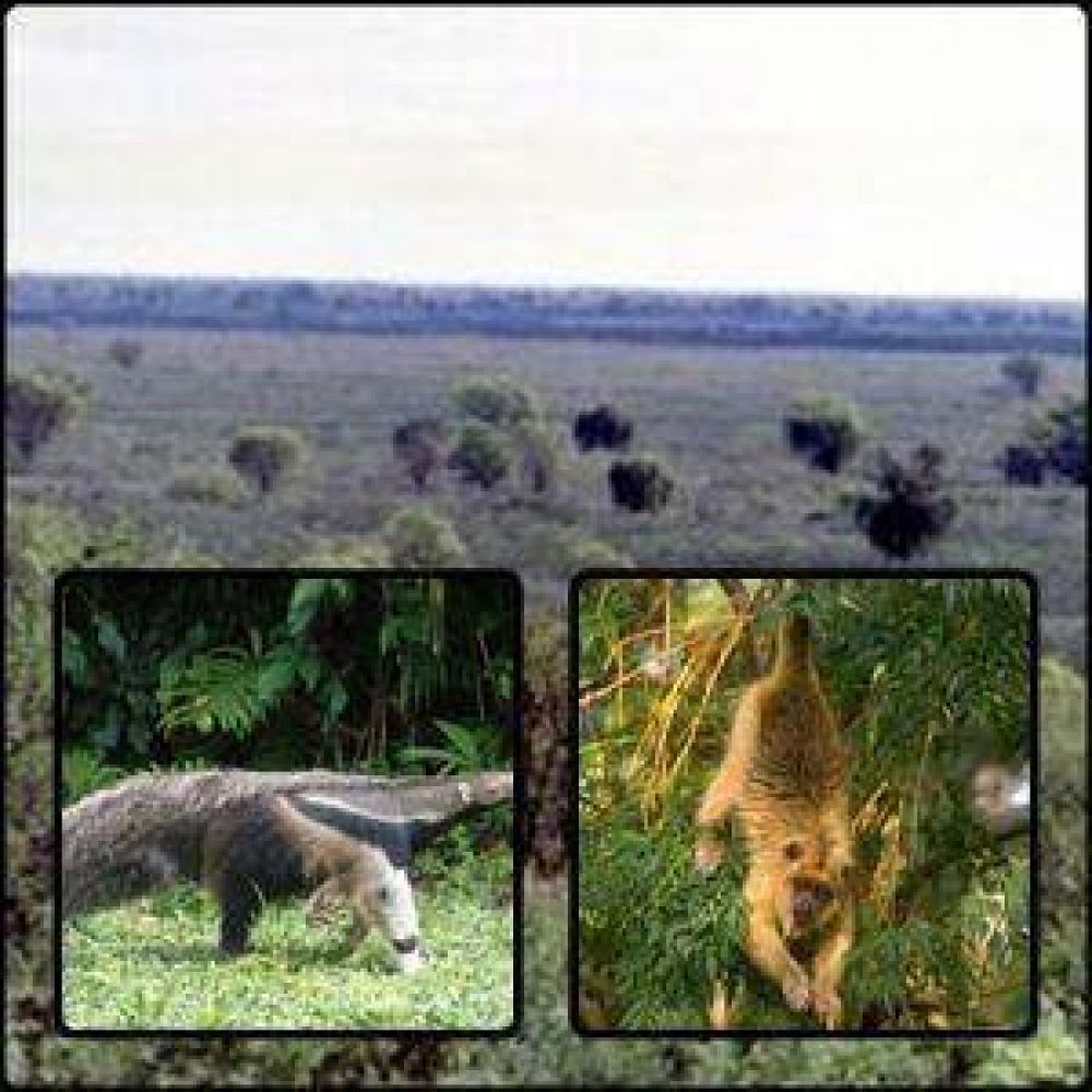 Elaboraci�n del plan para conservar la biodiversidad