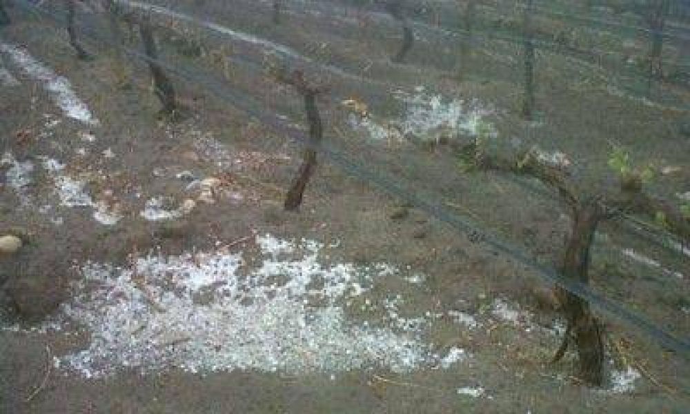 El granizo en el Valle de Uco: afect� a m�s de cinco mil hect�reas cultivables