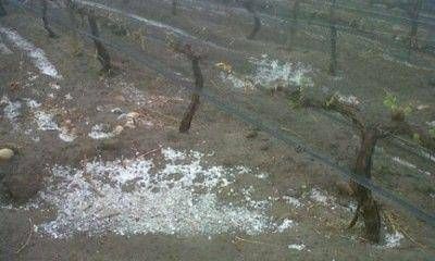 El granizo en el Valle de Uco: afect� a m�s de cinco mil hect�reas cultivables