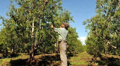 El granizo dej� p�rdidas de m�s del 80% en cultivos del Valle de Uco